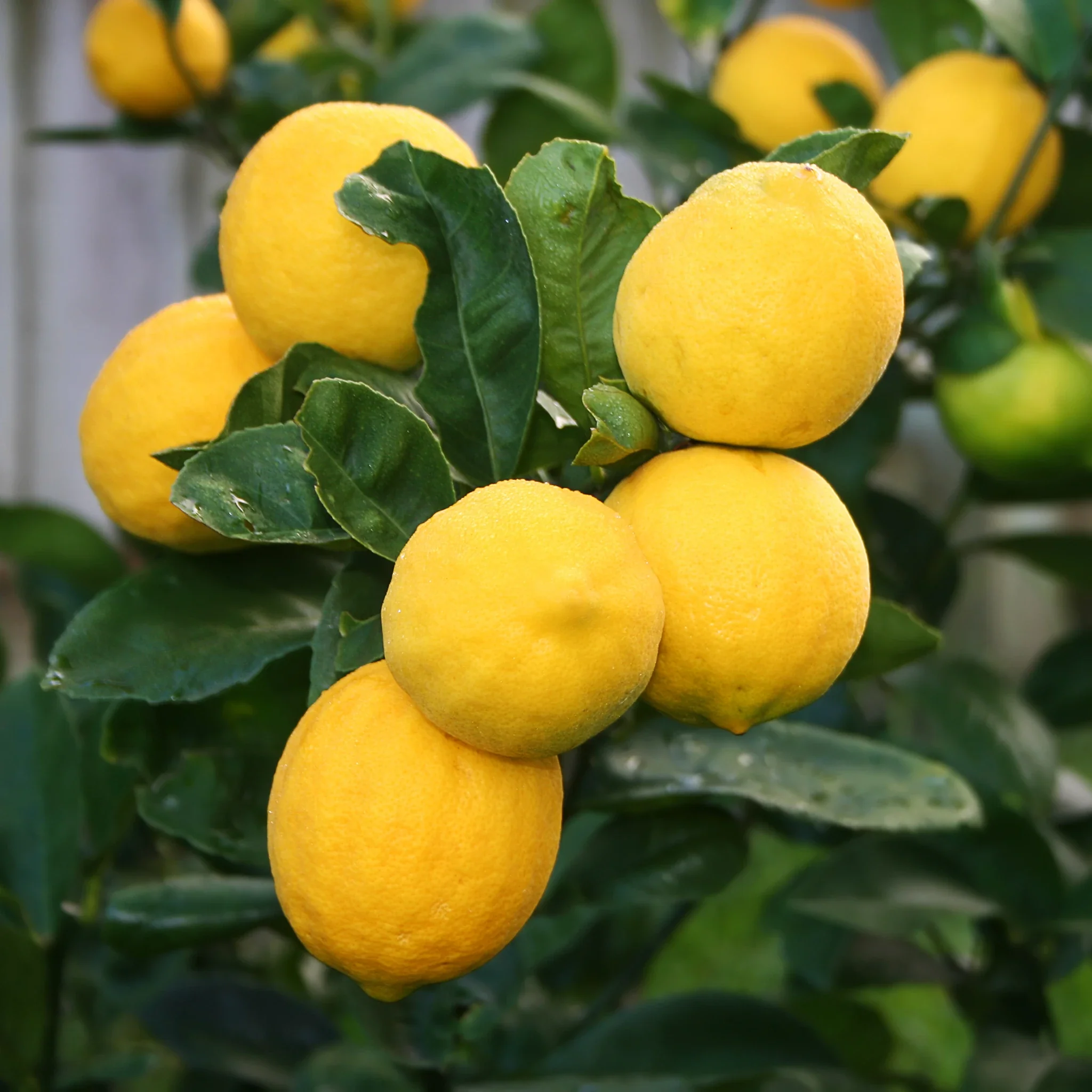Fresh Meyer Lemons - Image 2