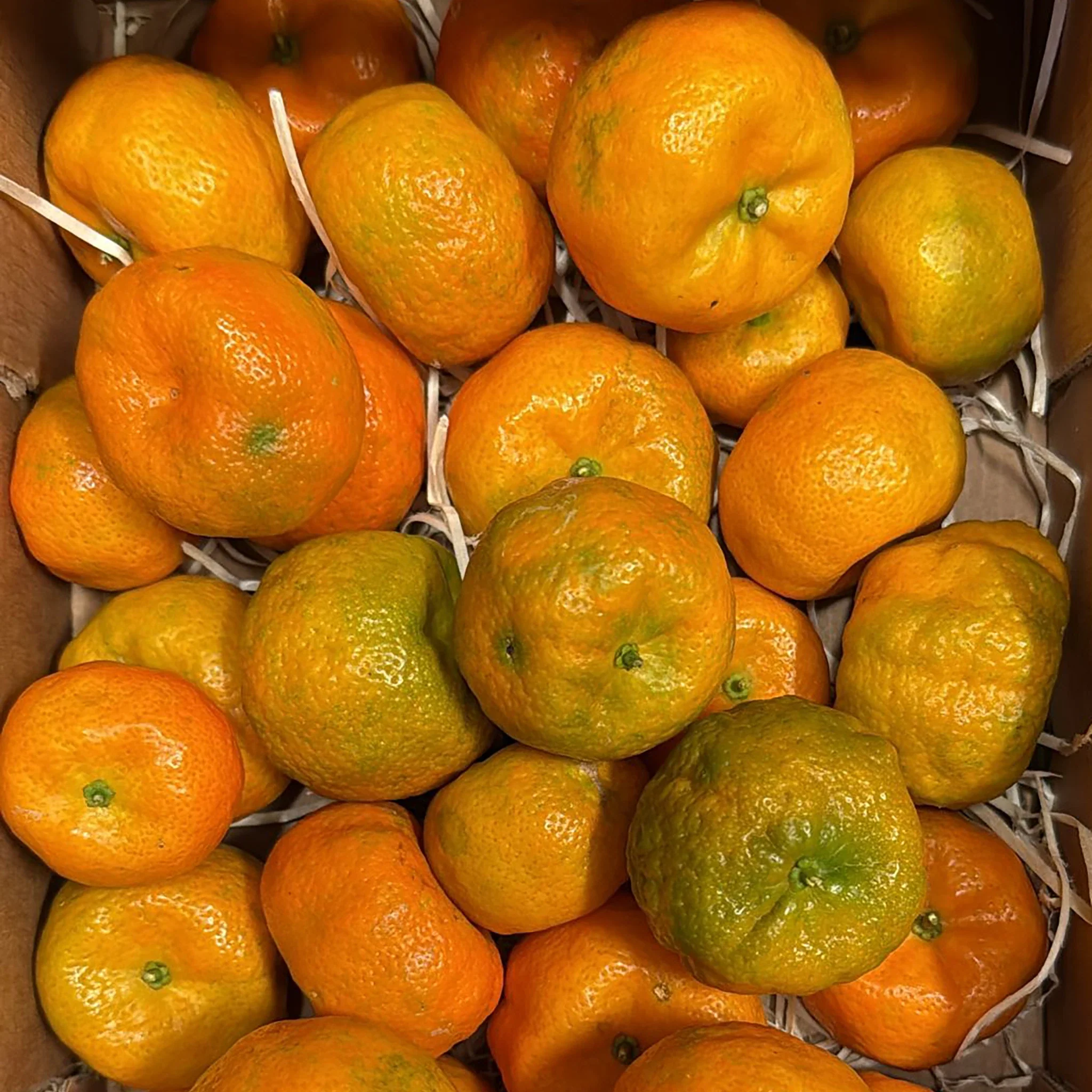 Fresh Shikuwasa Fruit - Image 2