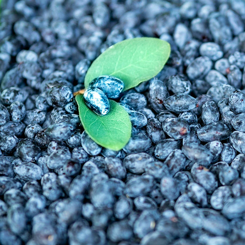 Honeyberry Plant Twin Set: Giant's Heart & Blue Treasure - Image 2