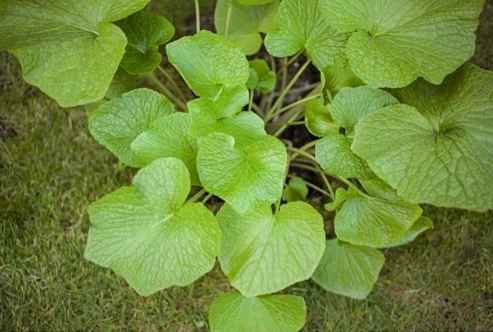Large Wasabi Plant - Image 4