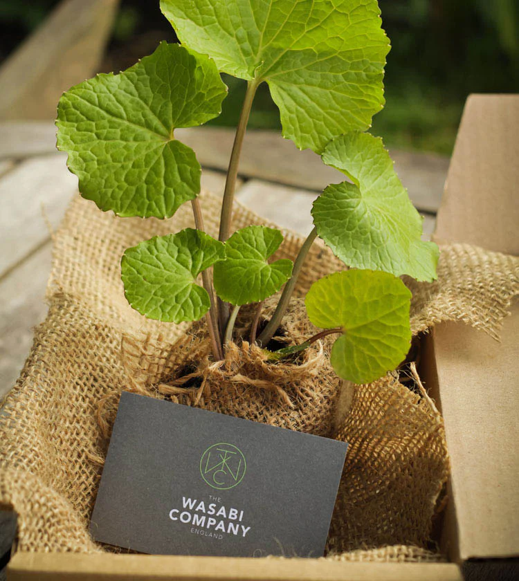 Wasabi Plants - Set of 3 - Image 2